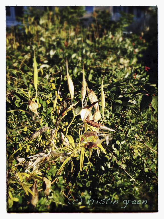 Swamp milkweed (Asclepias incarnata) seedpods along my fence