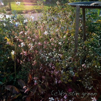sun caught in the gaura, Boltonia 'Nally's Lime Dots' and a weedy aster