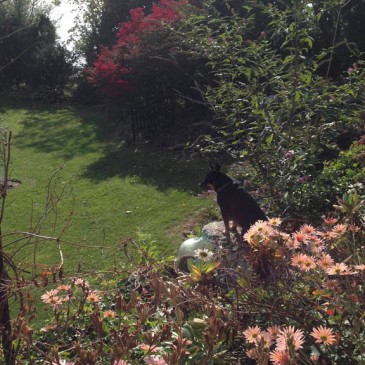 Bazil and Sheffield Pink chrysanthemums in a friend's garden