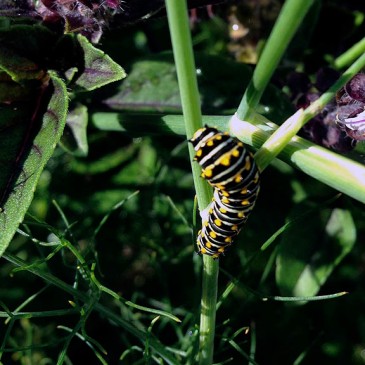 Future swallowtail butterfly feasting on fennel.