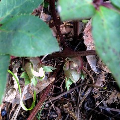 My Lenten rose is budded up.