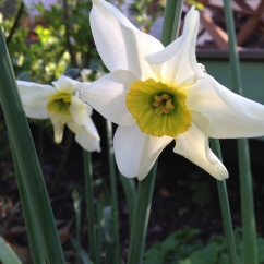 Narcissus 'Sinopel'
